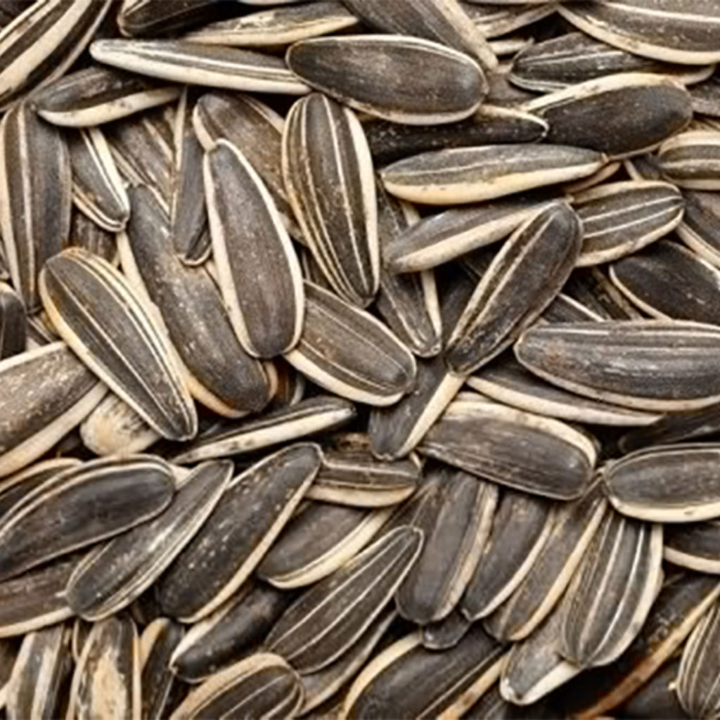 بزر دوارالشمس إكسترا 100 غرام